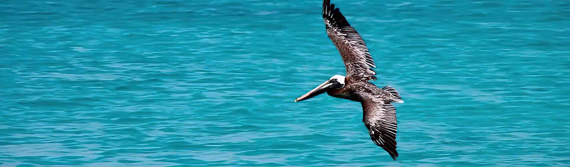 Paquete Punta Cana 7 noches