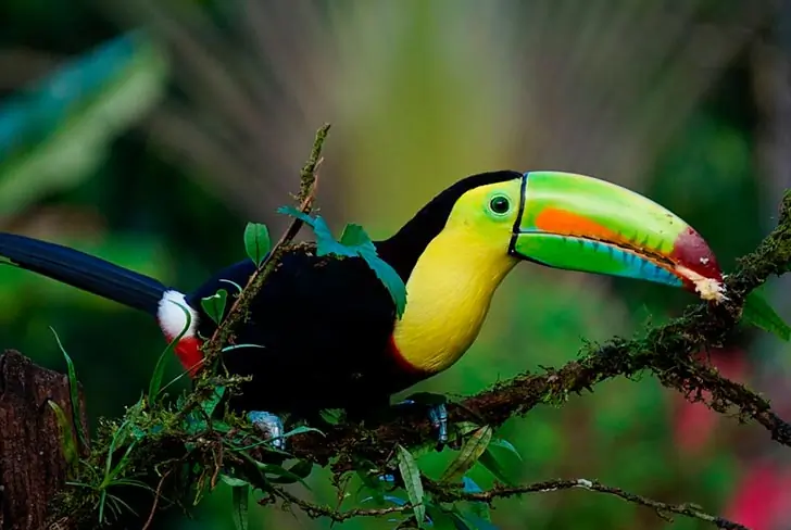 Imagen de Paquete a Costa Rica