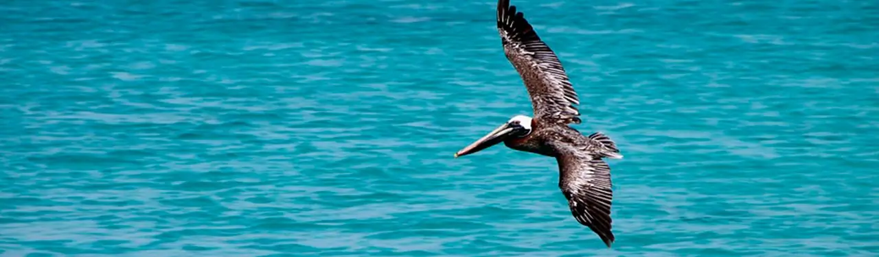 Imagen relacionada con Paquete a Bayahibe