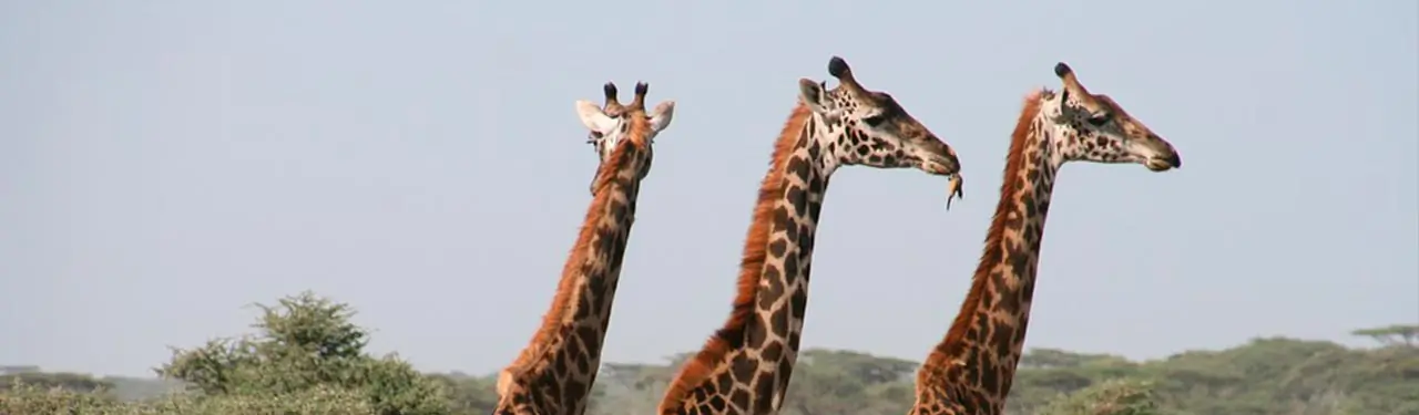 Imagen relacionada con Viajes a Kenia desde Argentina