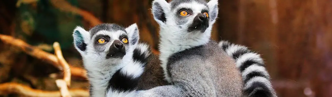 Imagen adicional relacionada con Viajes a Kenia desde Argentina